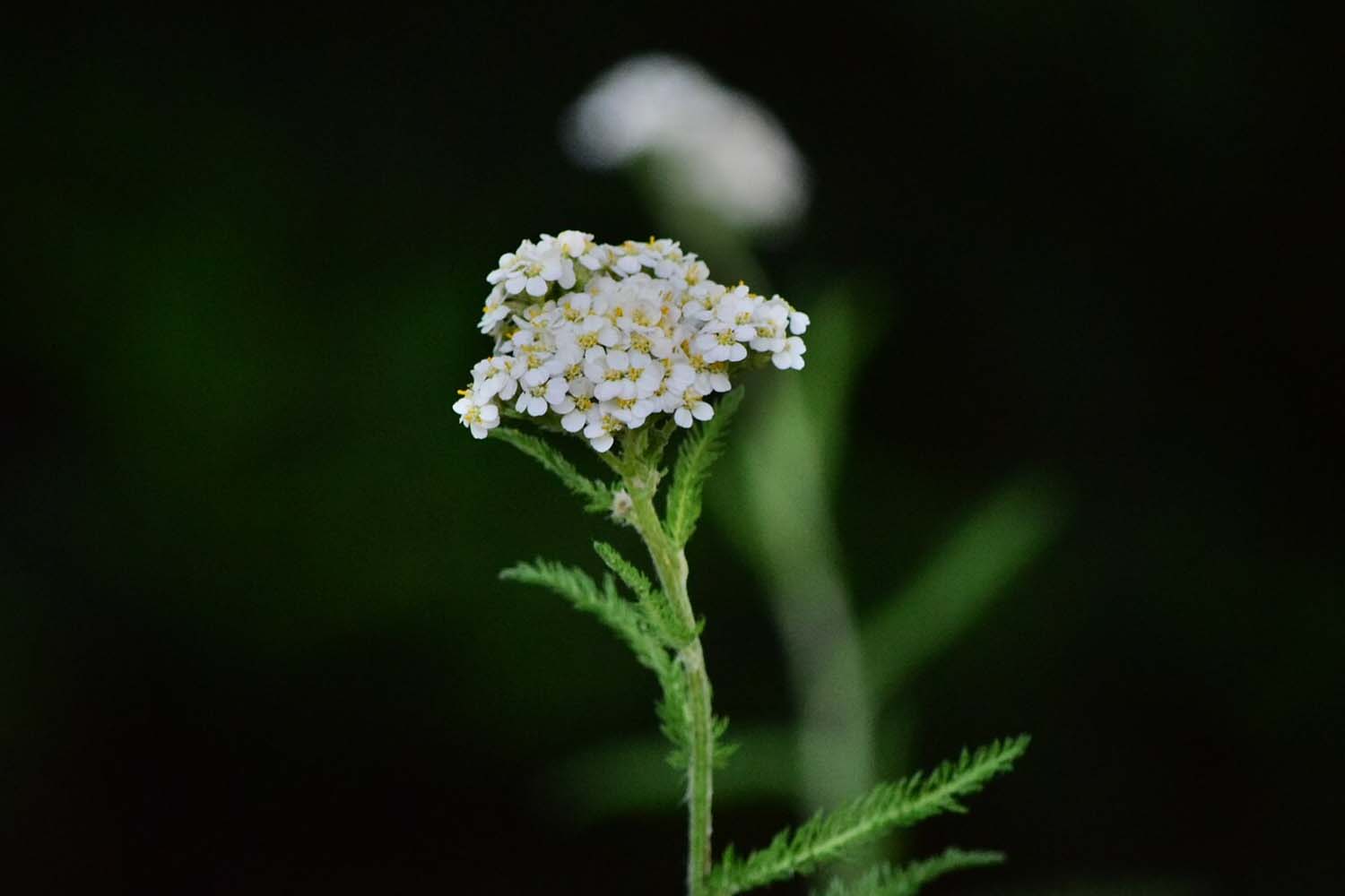 Achillea millefolium  – Yarrow Long Island Native Plantings SuffolkHydroseeding.com 